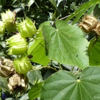 Abutilon subumbellatum Philcox
